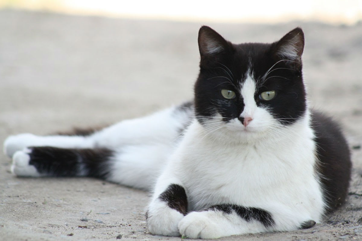 Homburg-Jägersburg - Verkehrsunfall mit tödlich verletzter Katze