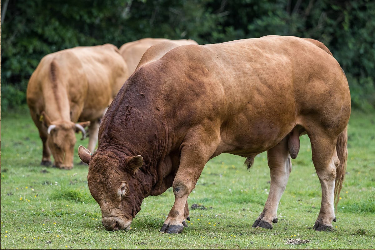 Montalchez–Les Prises NE – Entlaufener Stier wohlbehalten eingefangen