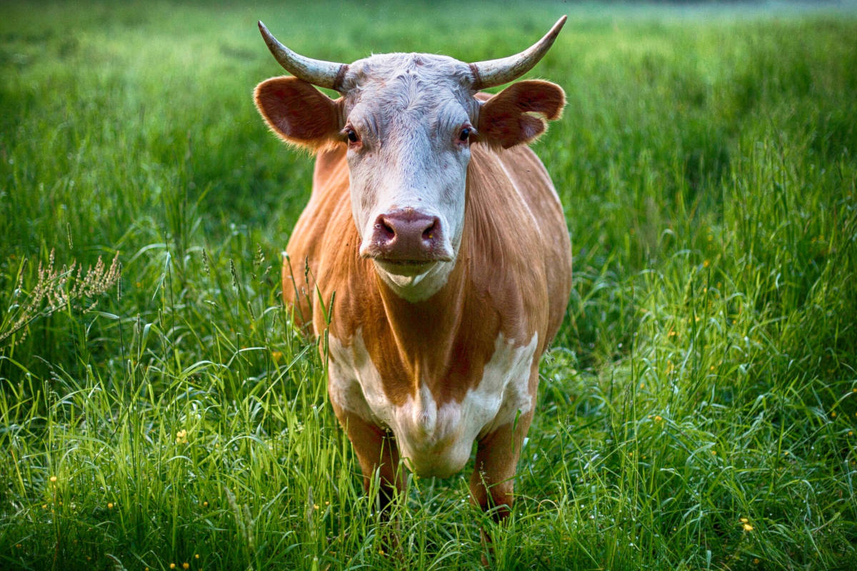Fürstenfeld – Zwei 600-Kilo-Stiere auf der Flucht