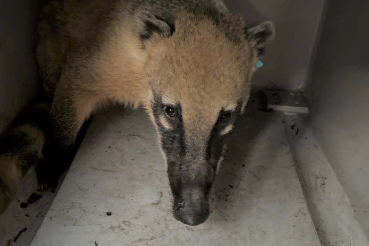 Bischofswerda SN – Entlaufener Nasenbär sorgt für Polizeieinsatz