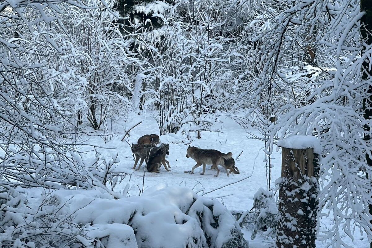 Glarus – Kanton will zwei Wolfswelpen erlegen