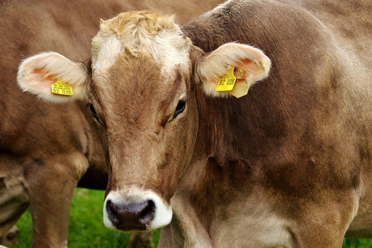 Vetschau – Unbekannte stehlen 48 Rinder von Weide