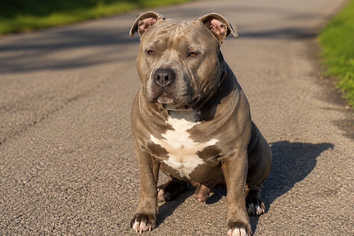 Osternienburger Land – Mädchen (4) von Familienhund tot gebissen