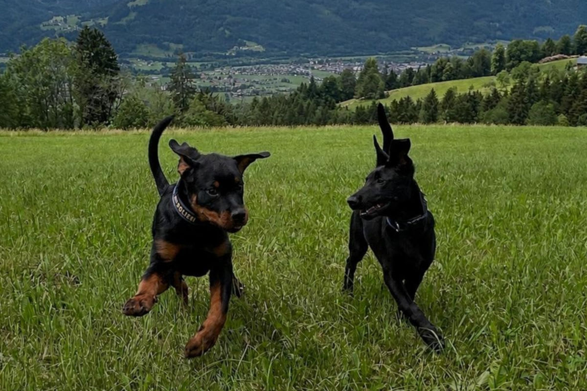 Salzburg – Franz und Henk Junior verstärken Polizeihundestaffel