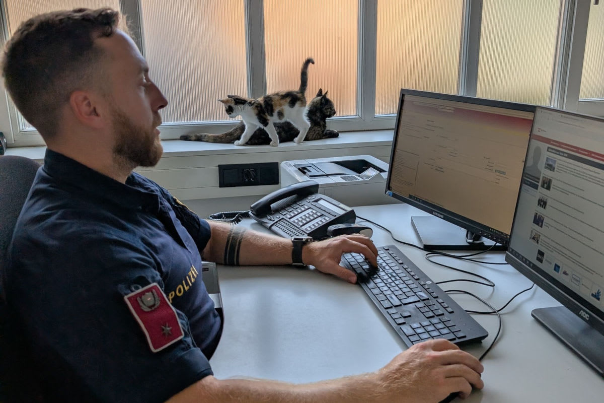 Bregenz V – Besitzer von Katzenmama und Kitten gesucht