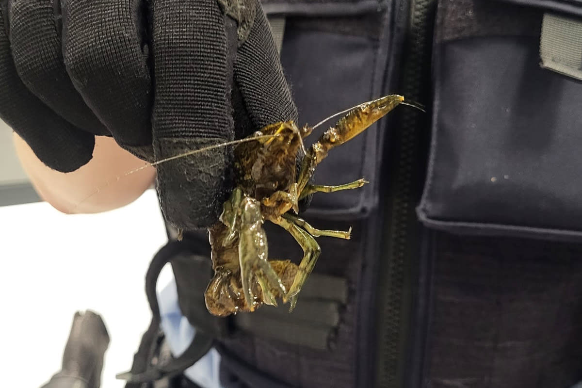 Köln NW – 21 Flusskrebse in S-Bahn gefunden