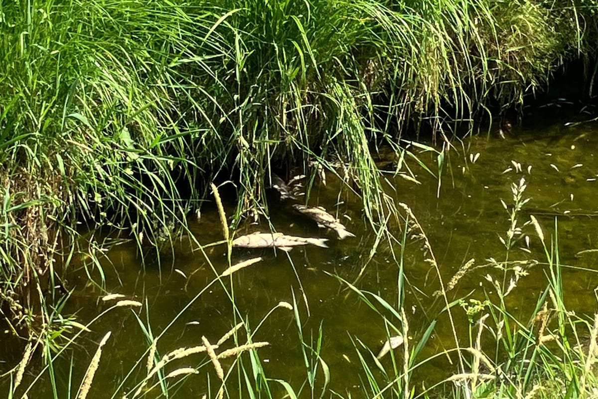 Weinfelden TG – Warmes Wasser als Ursache für Fischsterben