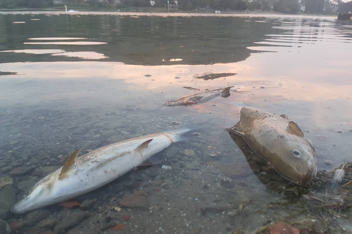 Ramsau am Dachstein – Massives Fischsterben in Teichanlagen