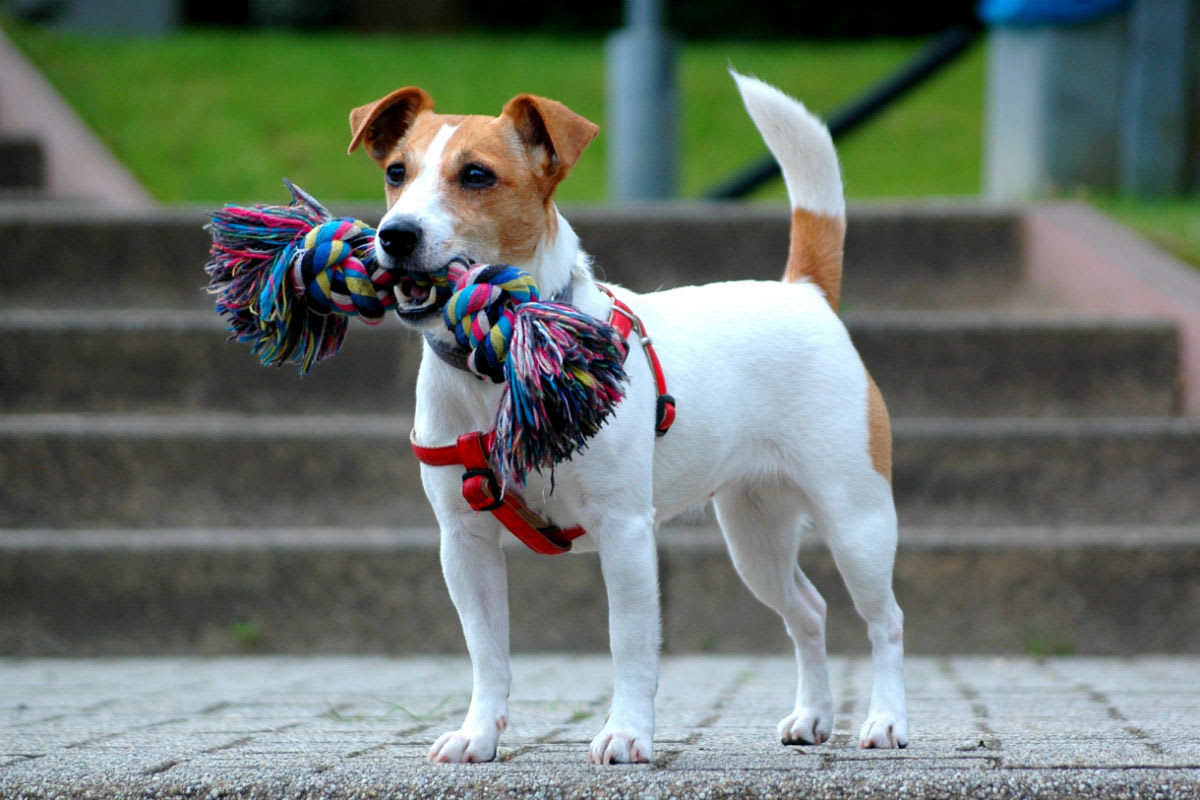 Jack Russel in der Stadt Neuenburg vor einem Geschäft misshandelt und verletzt!