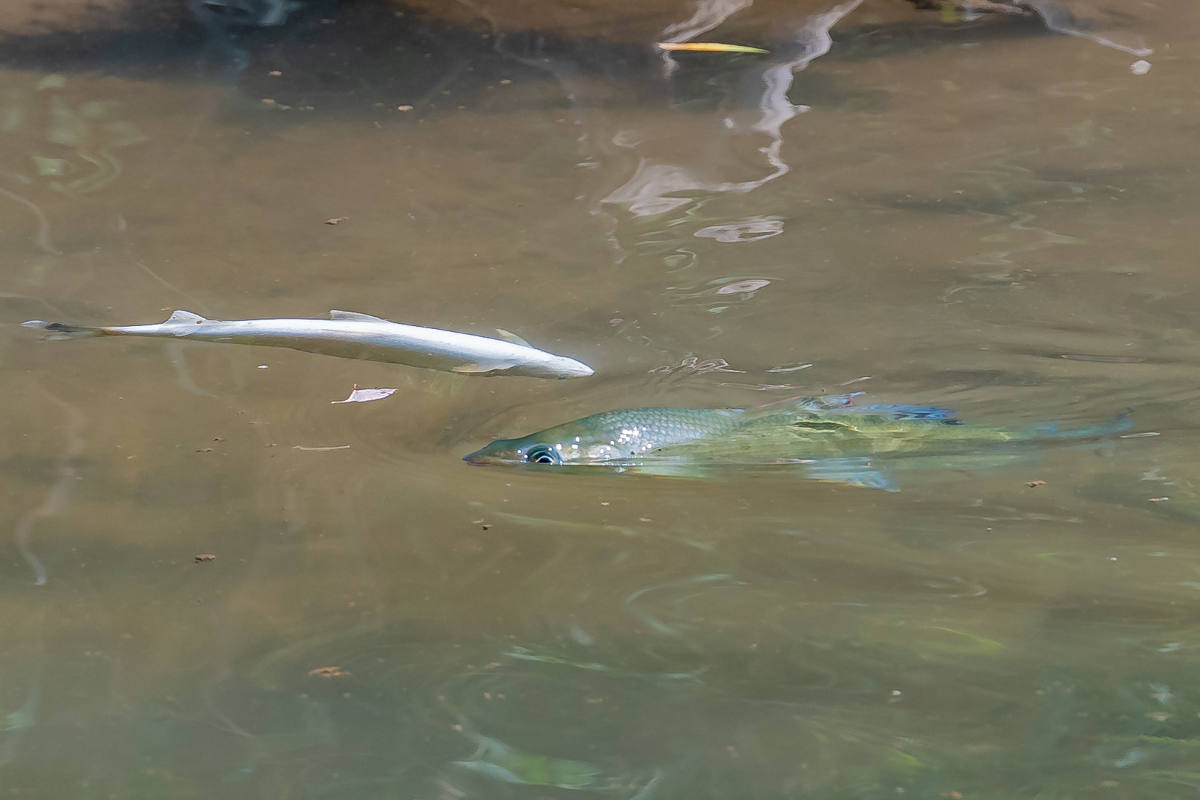 Rathvel FR – Dutzende tote Fische in Bach