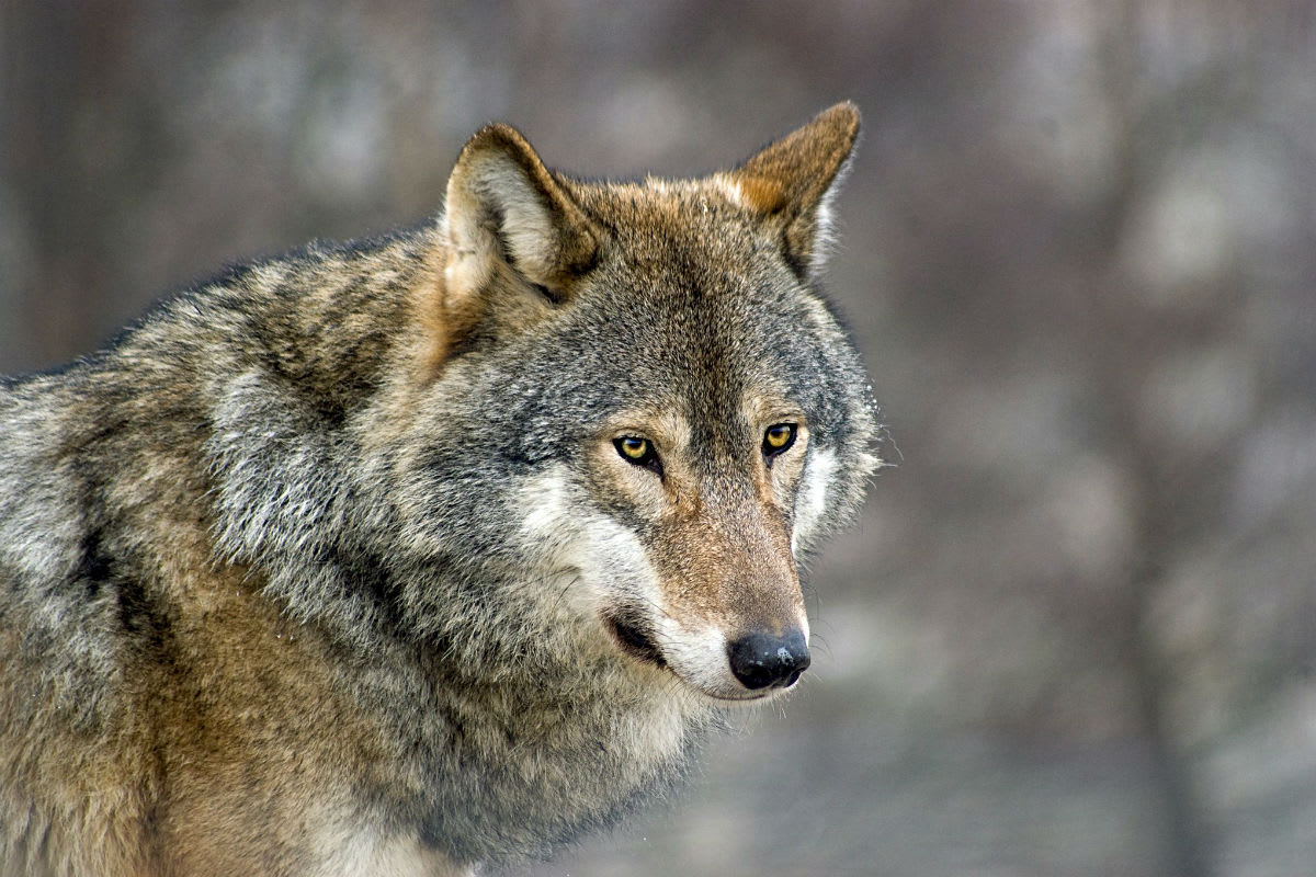 Gruppe Wolf Schweiz - Mehr Wölfe in der Schweiz auch wegen grosser Hirschpopulation
