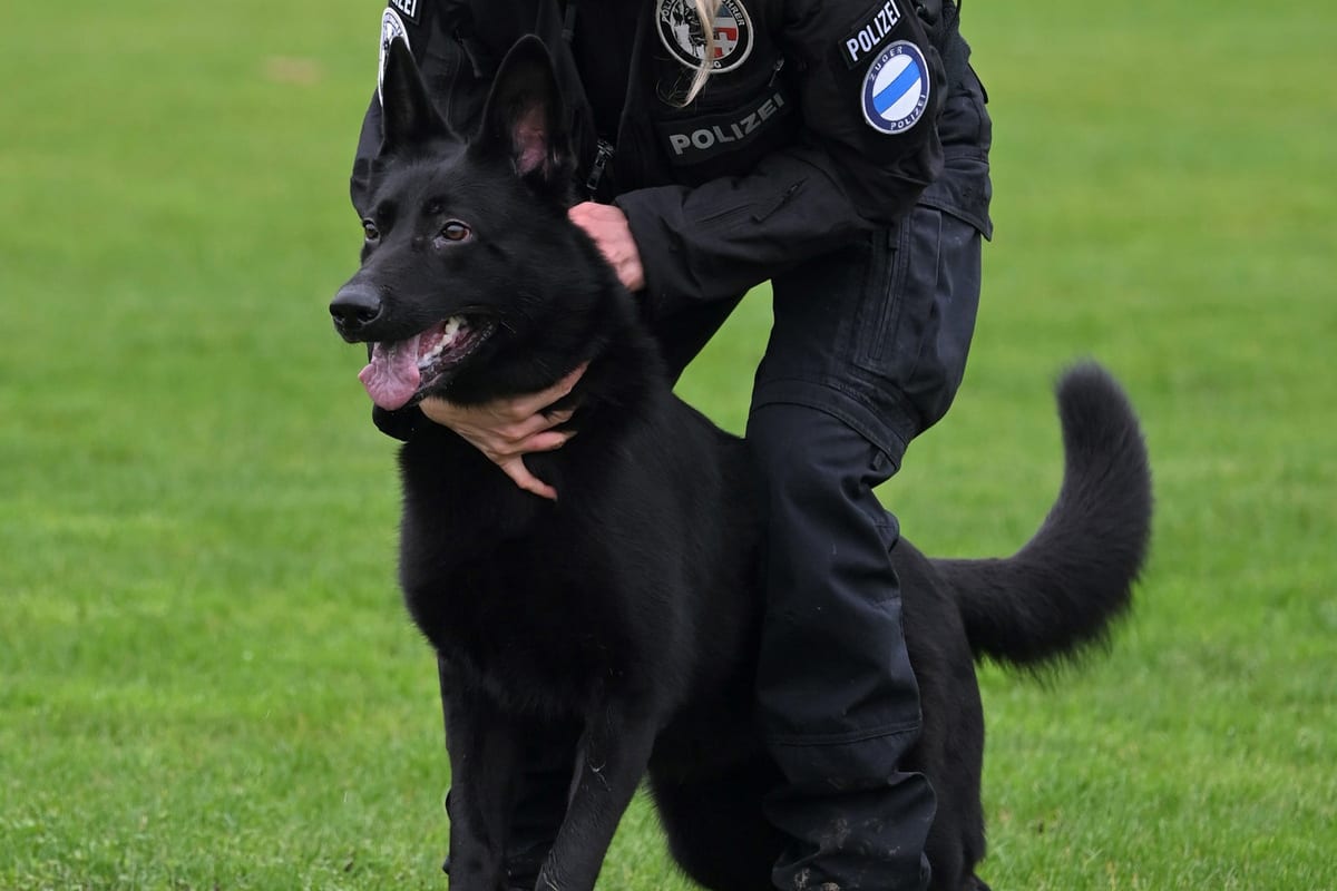 Baar ZG – Polizeihunde spüren Einbrecher auf