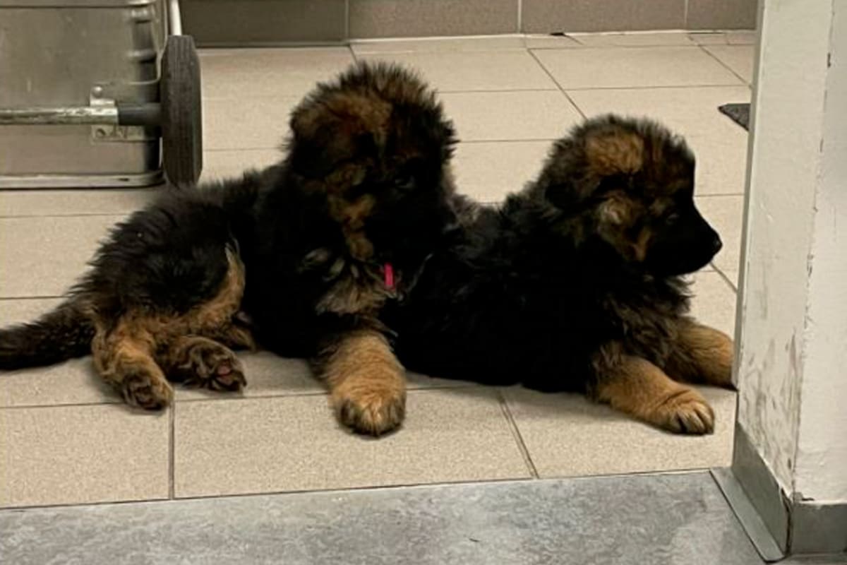 Wien - Polizei nimmt Mann zwei Hundewelpen ab 