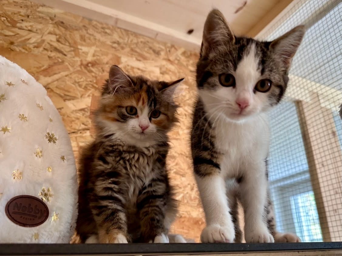 St.Gallen – Zwei Babykatzen im Wildpark entdeckt