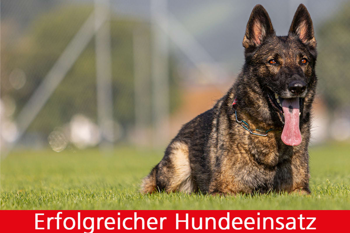 Bürglen OW - Polizeihund Quandos hilft einen Dieb zu verhaften 