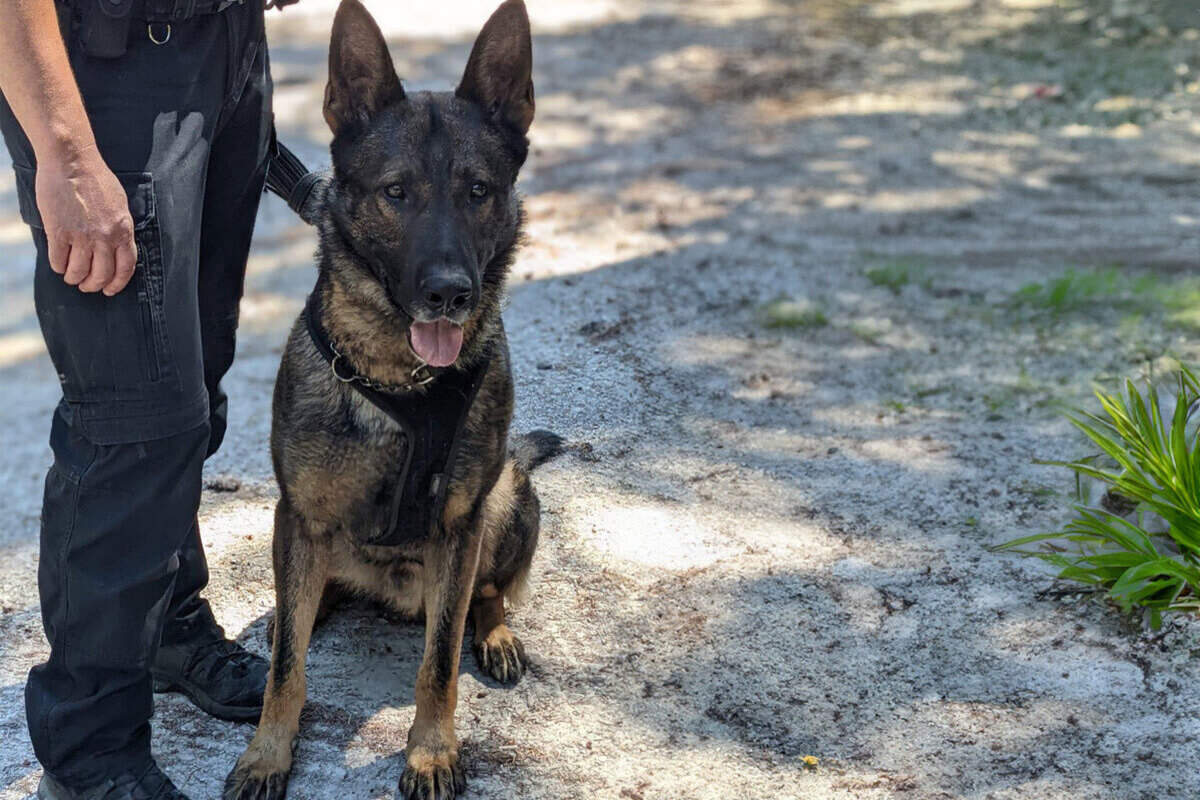 Düdingen FR - Polizeihund Scott findet Tatwerkzeug nach Einbruch
