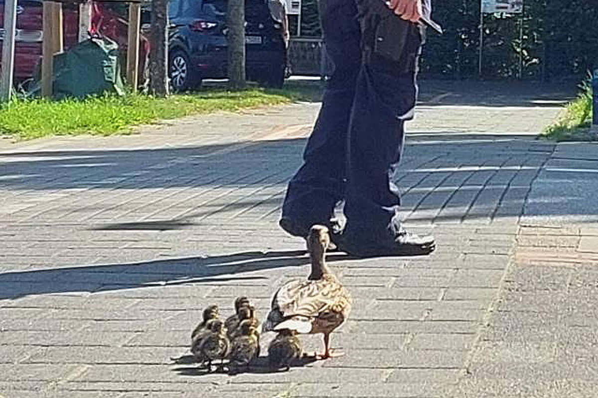 Bremerhaven HB – Polizei rettet Entenfamilie und Jungvogel