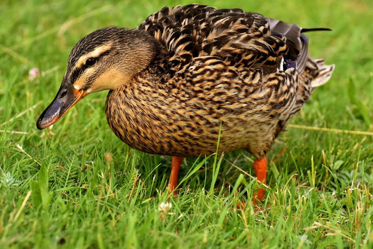 Vogelgrippe bestätigt – BLV ruft zur Wachsamkeit auf