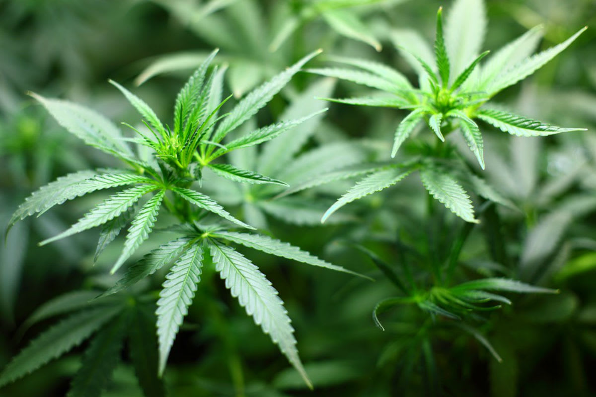 Verhaftung in Wien-Schwechat – 17 kg Cannabiskraut sichergestellt