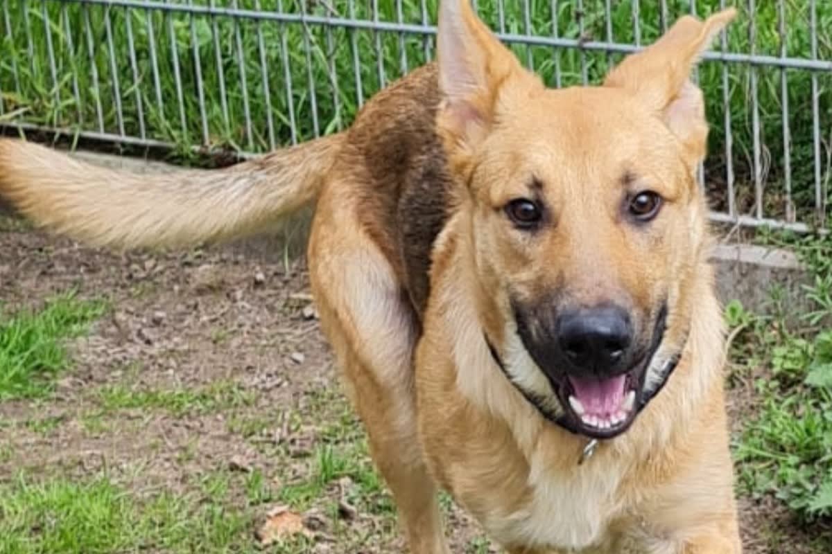 Bremen - Herrenloser Hund aus Zug sucht Besitzer