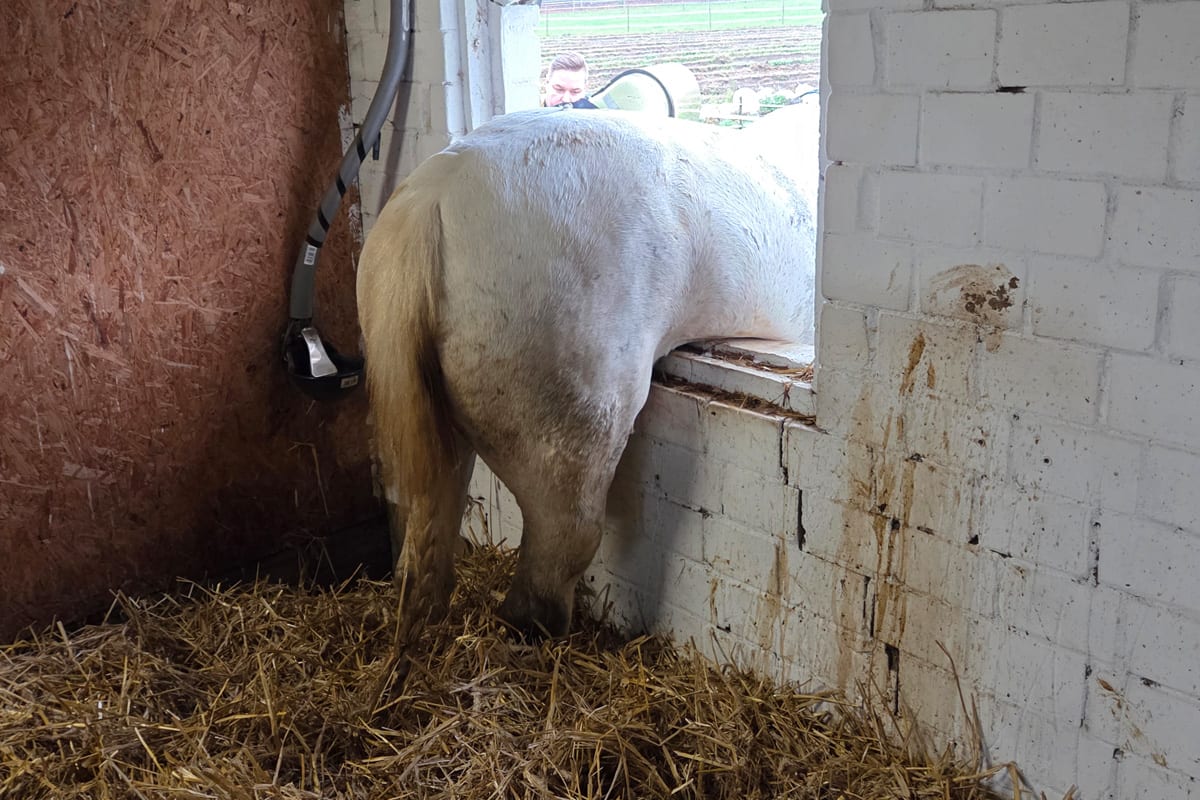 Datteln NW – Pferd steckt nach Ausbruchsversuch in Fenster fest