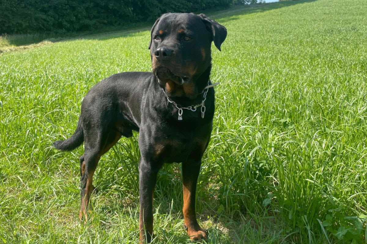 Wettingen AG – Polizeihund stellt flüchtigen Dieb