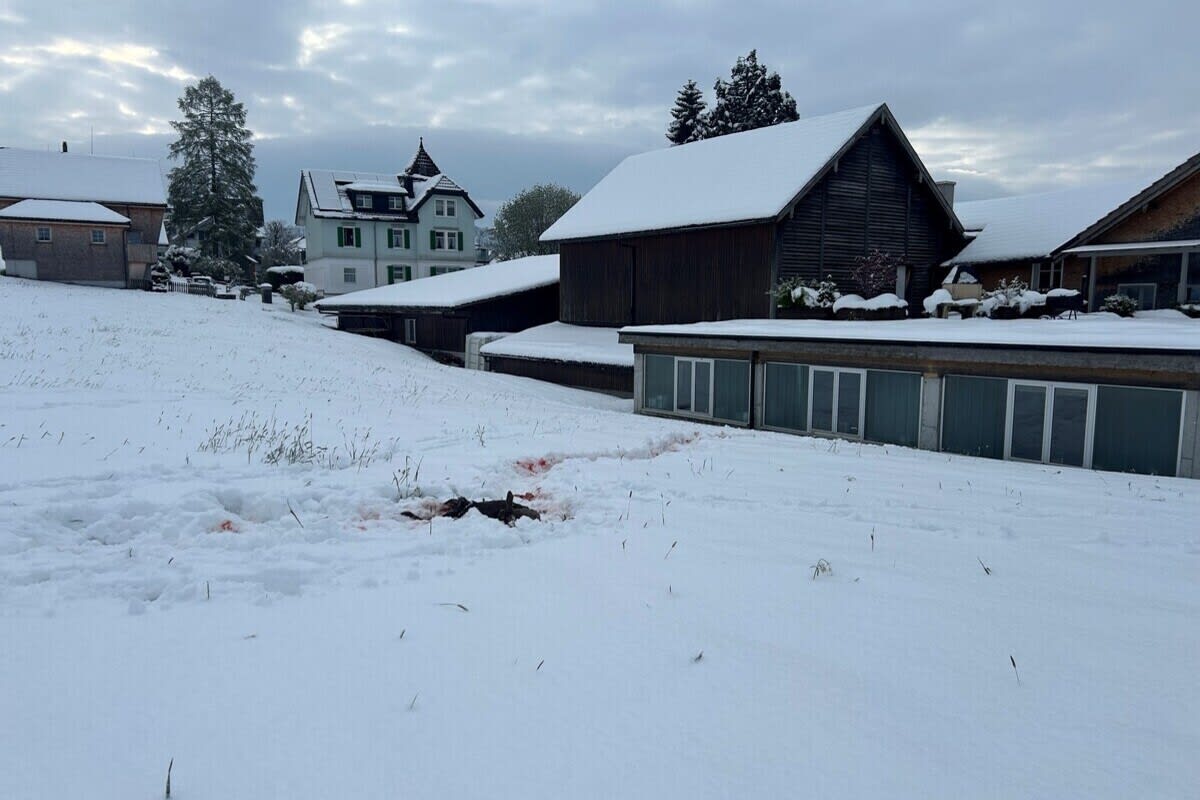 Teufen AR - Reh vom Wolf gerissen