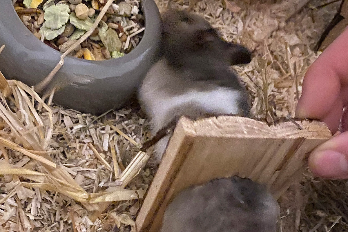 München BY – Feuerwehr befreit Hamster