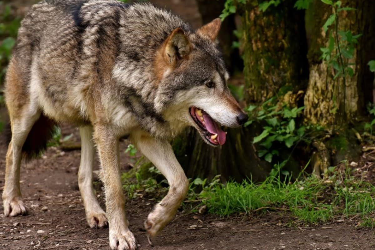 Wallis - Antrag auf Regulierung des Wolfsrudels im Val d'Hérens
