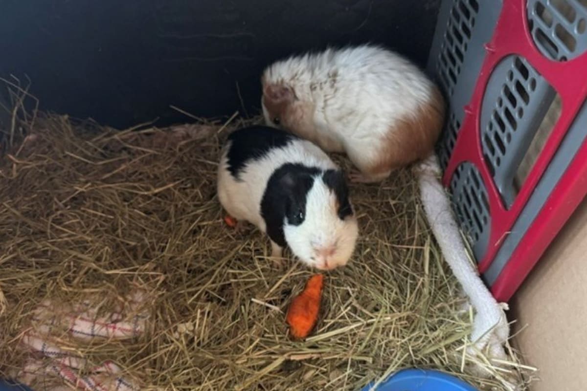 Norderstedt SH – Zwei Meerschweinchen ausgesetzt