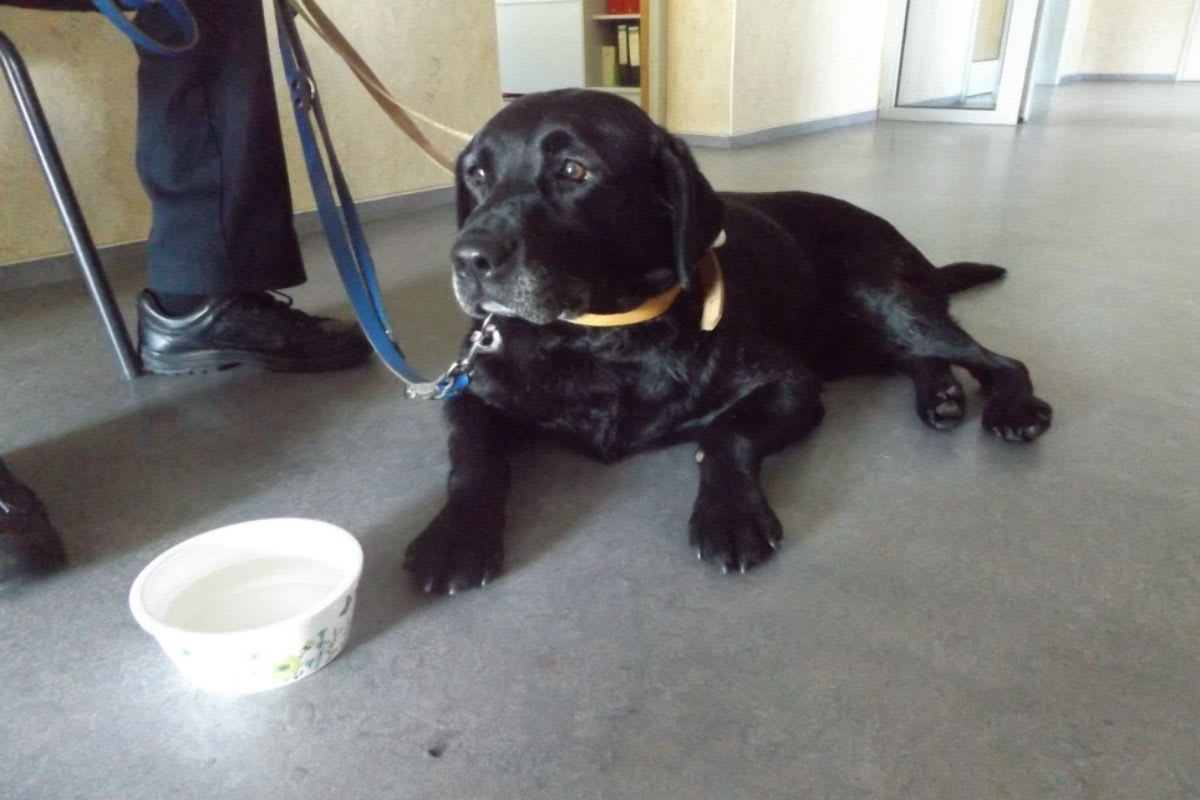 Stolpe MV - Hund auf der Autobahn gefunden