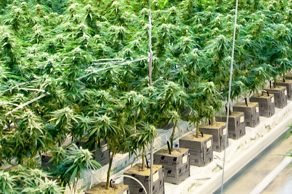 Cannabisplantage in Stainz aufgefunden – Pensionisten in U-Haft