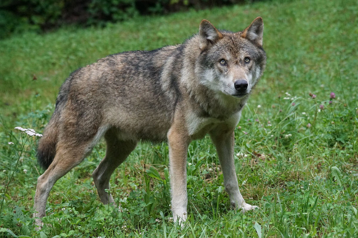 Lumino TI - Wolf abgeschossen
