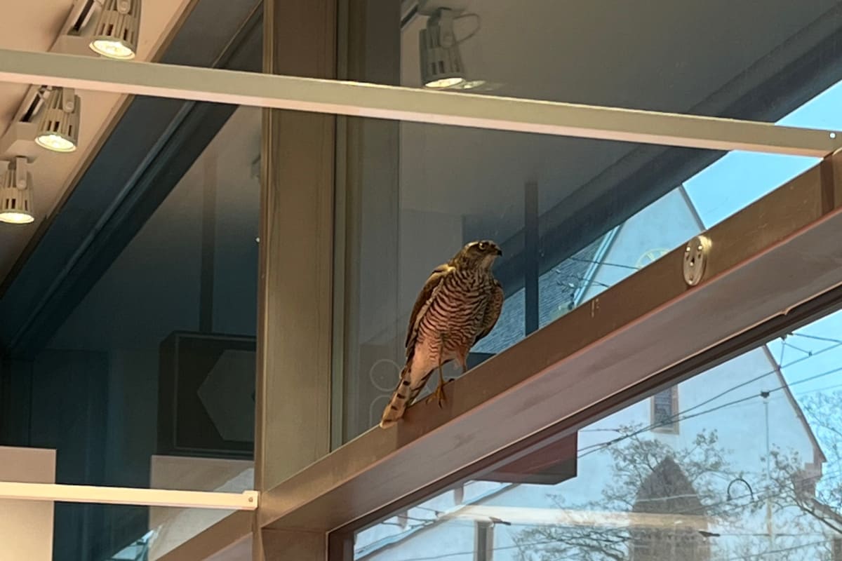 Stadt Basel – Berufsfeuerwehr rettet verängstigten Greifvogel