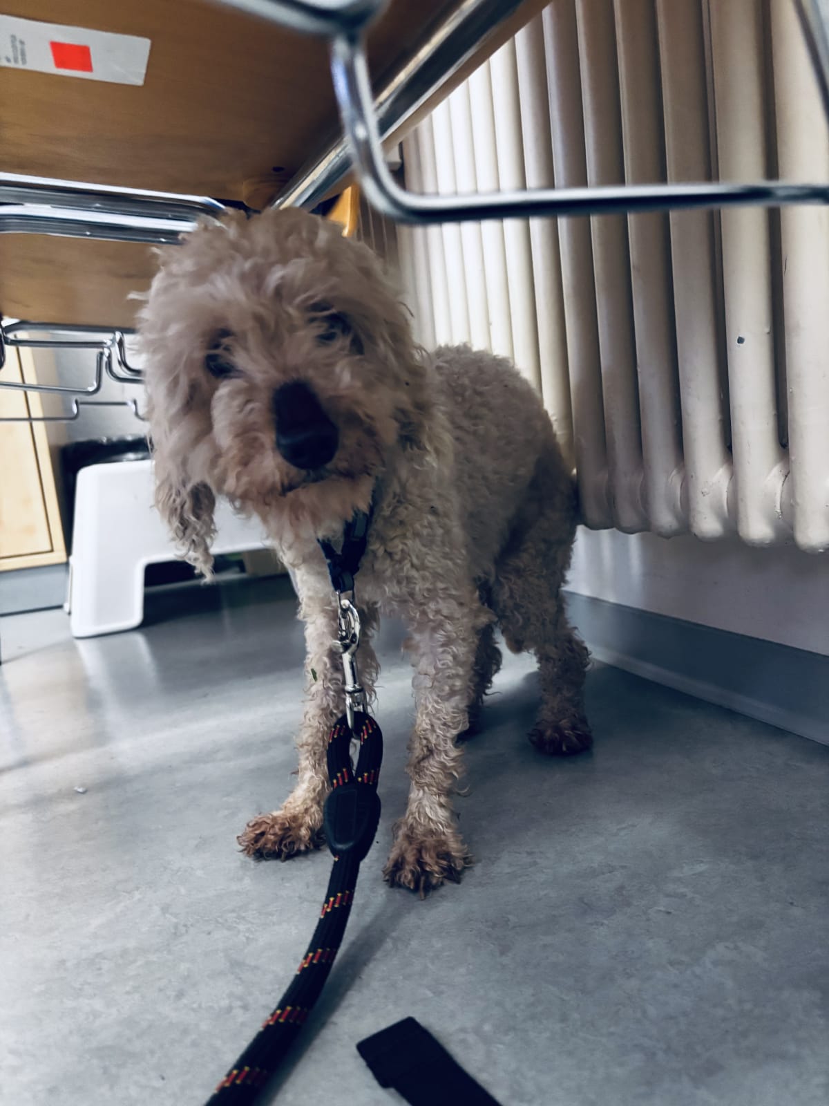 Bad Bergzabern – Herrenloser Hund bei Polizei abgegeben