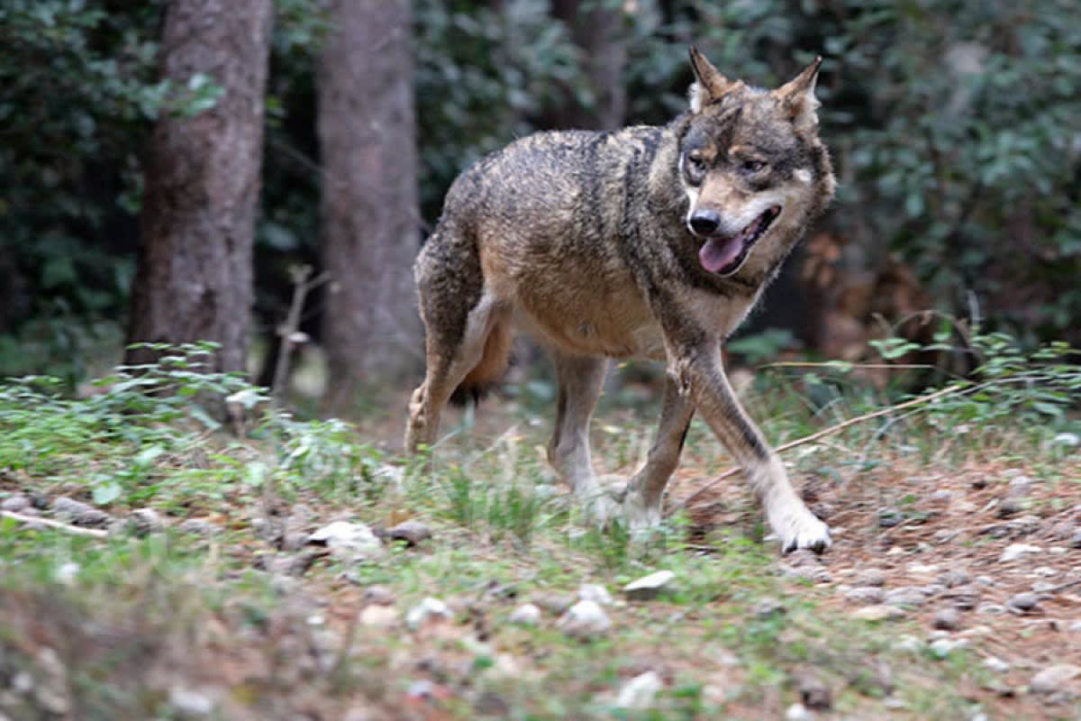 Wolfhalden AR - Alpaka von einem Wolf gerissen