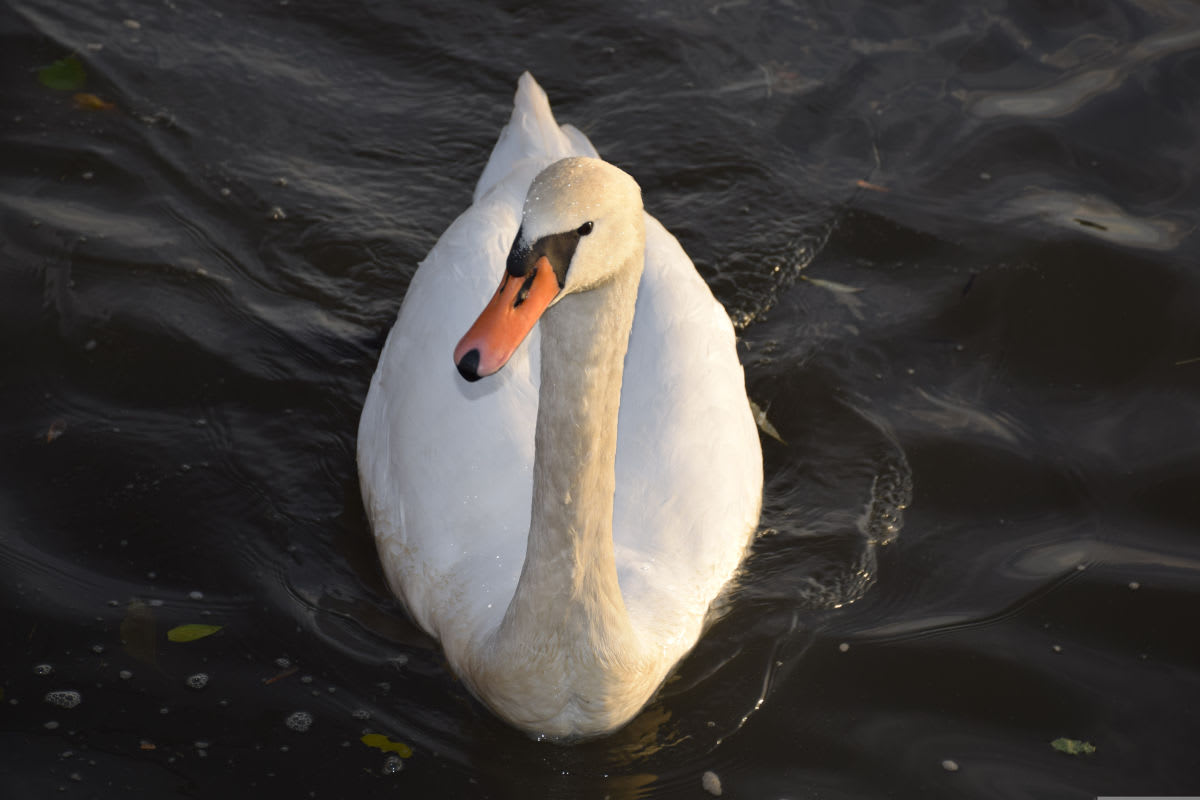 Bernkastel-Kues – Getöteter Schwan aufgefunden