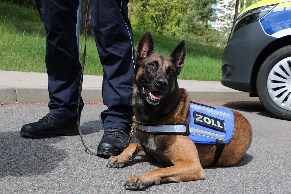 Zollhund Riki – Auszeichnung für über 100 Einsätze