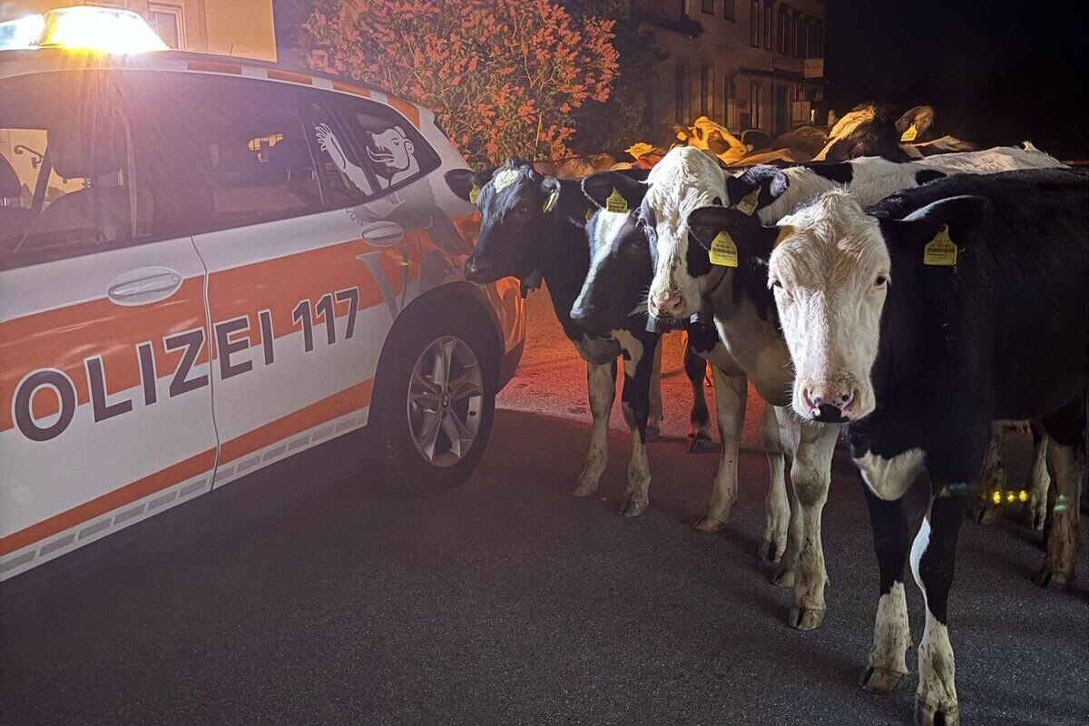 Walzenhausen AR – Kühe büxen nachts aus