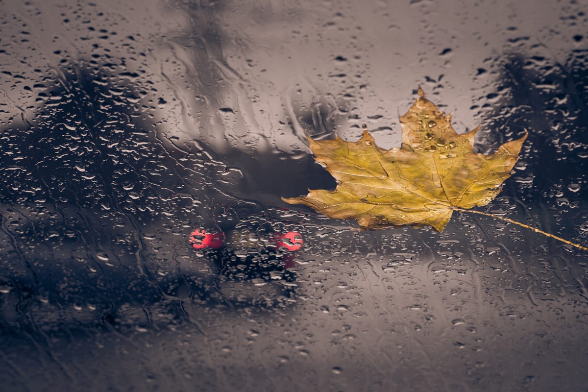 Wildunfälle mehren sich - Höheres Risiko im Herbst 