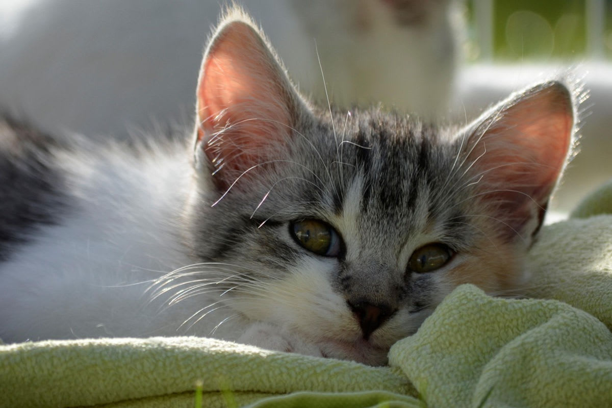 Tierquälerei in Klagenfurt Ktn. – Katze an Tierrettung übergeben