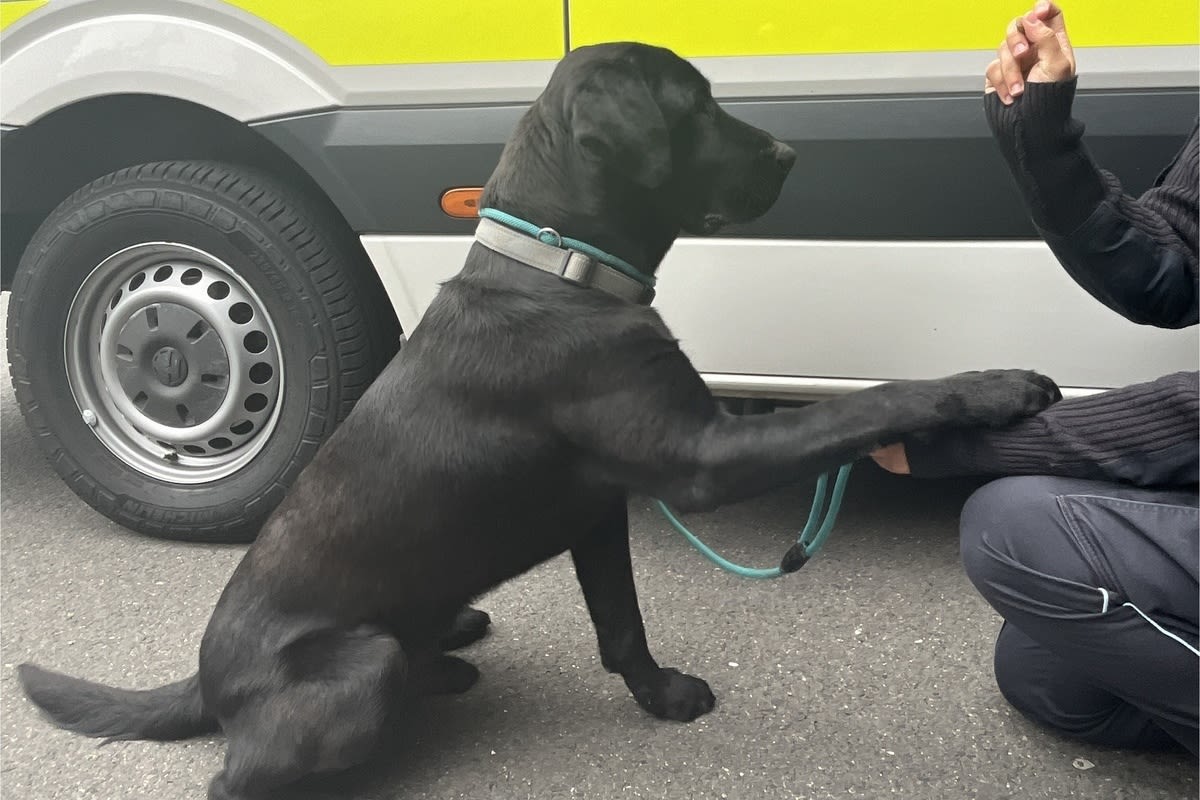 Eisfeld-Nord - Hund auf der Autobahn