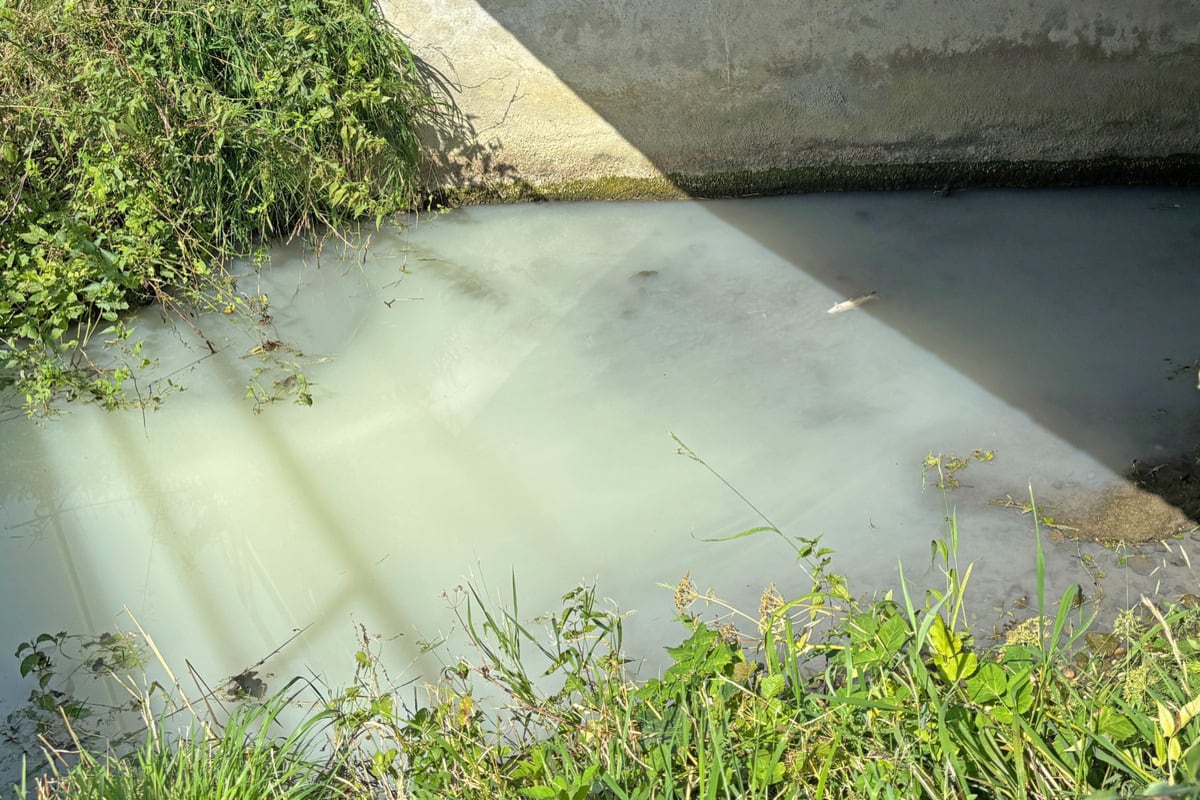 Erlen TG – Tobelbach verschmutzt – zahlreiche Fische verendet