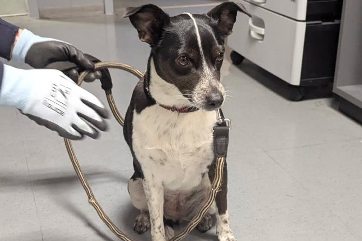 Essen – Mann misshandelt Hund und leistet Widerstand