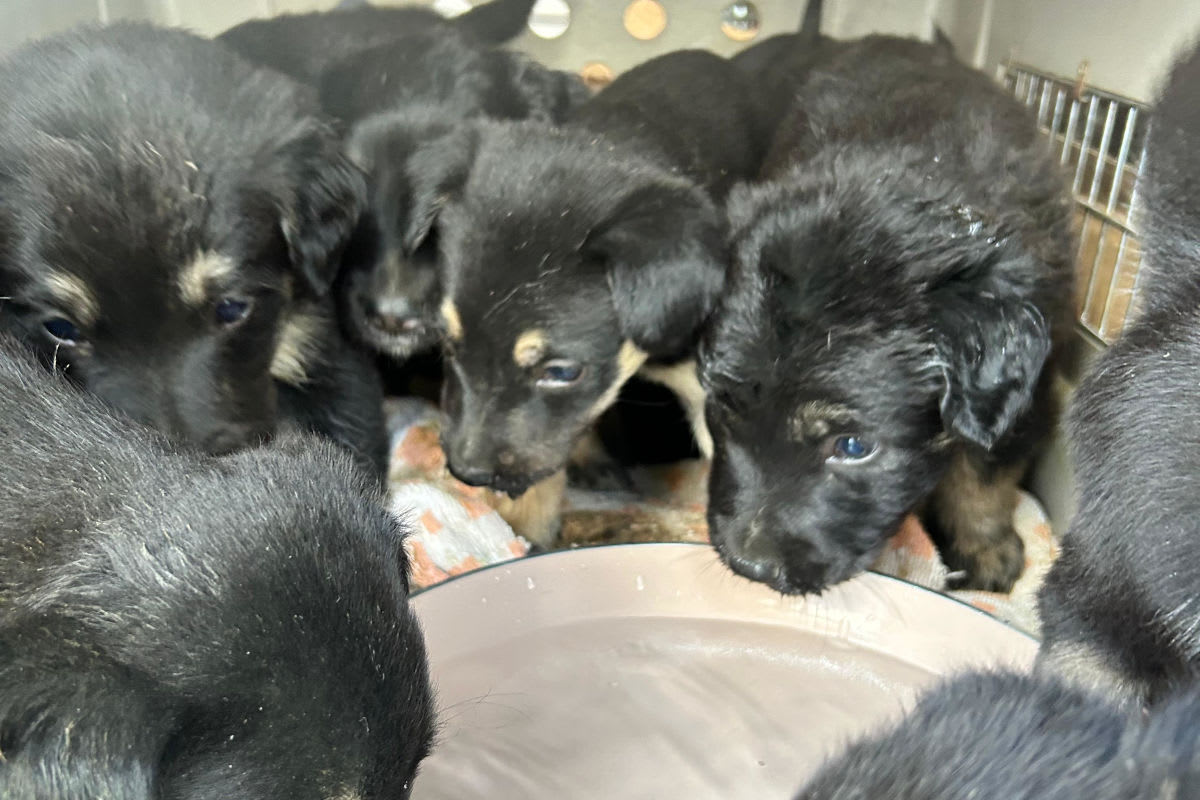 Bruck an der Leitha – Acht Hundewelpen aus Transport befreit