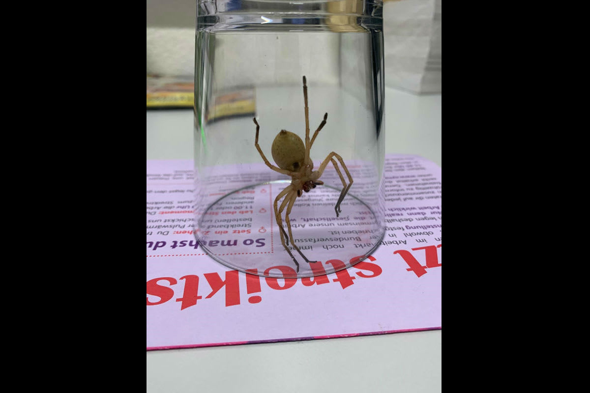 Chur GR - Polizeieinsatz wegen Spinne im Lebensmitteldiscounter