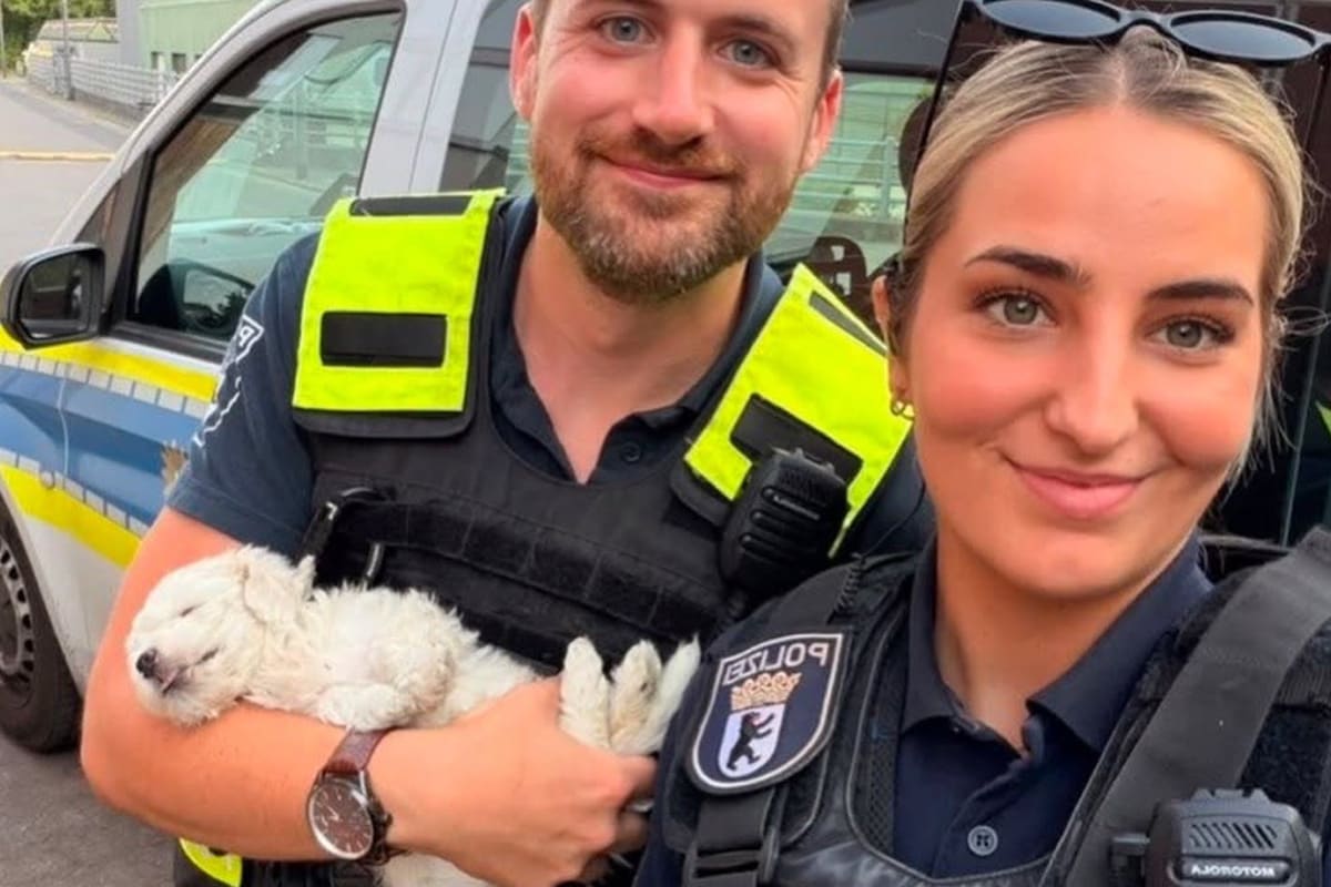 Berlin – Polizei rettet von Kind misshandelten Hundewelpen 