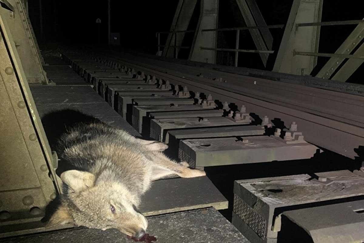 Sarnen OW - Zuger erfasst Wolf und tötet ihn