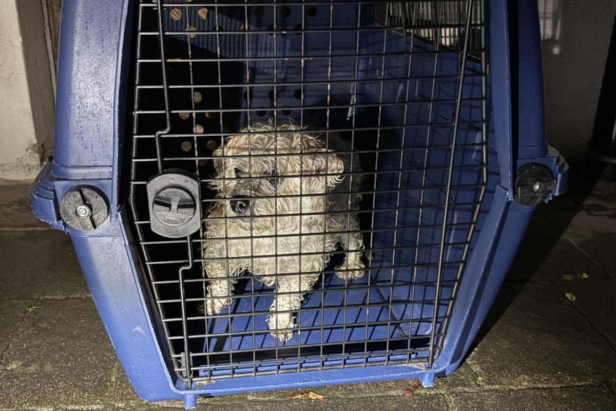 Neunkirch SH – Ausgebüxter Hund wieder mit Besitzerin vereint