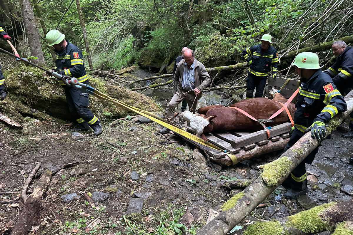 Metnitz – 400-Kilo-Rind stürzt steilen Hang hinab